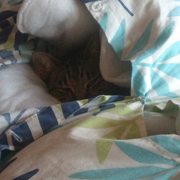 My cute kitten under the covers enjoying a well deserved sleep!